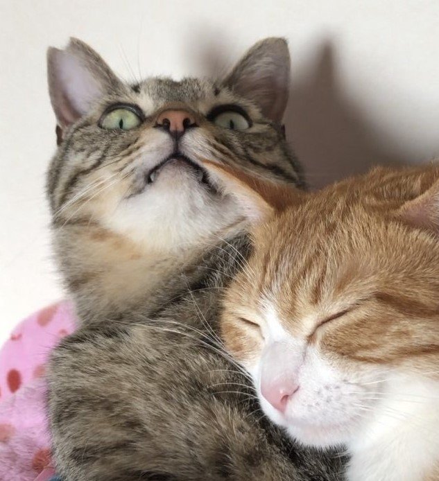 出所：@mero627puri914