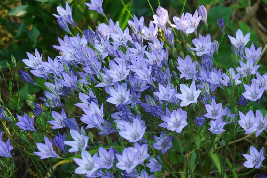 Nikolay Kurzenko/shutterstock.com