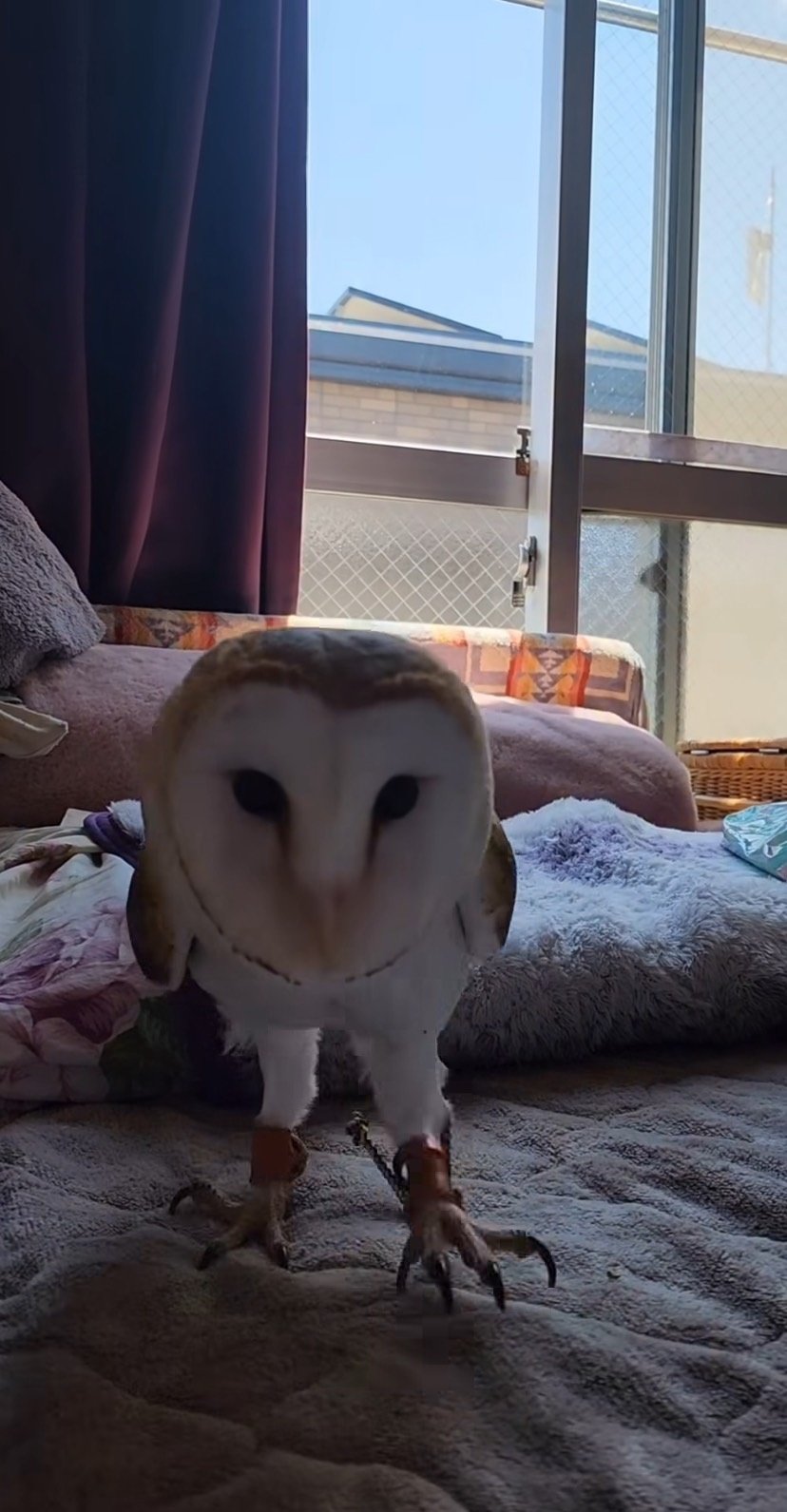 出所：@miki4wan108