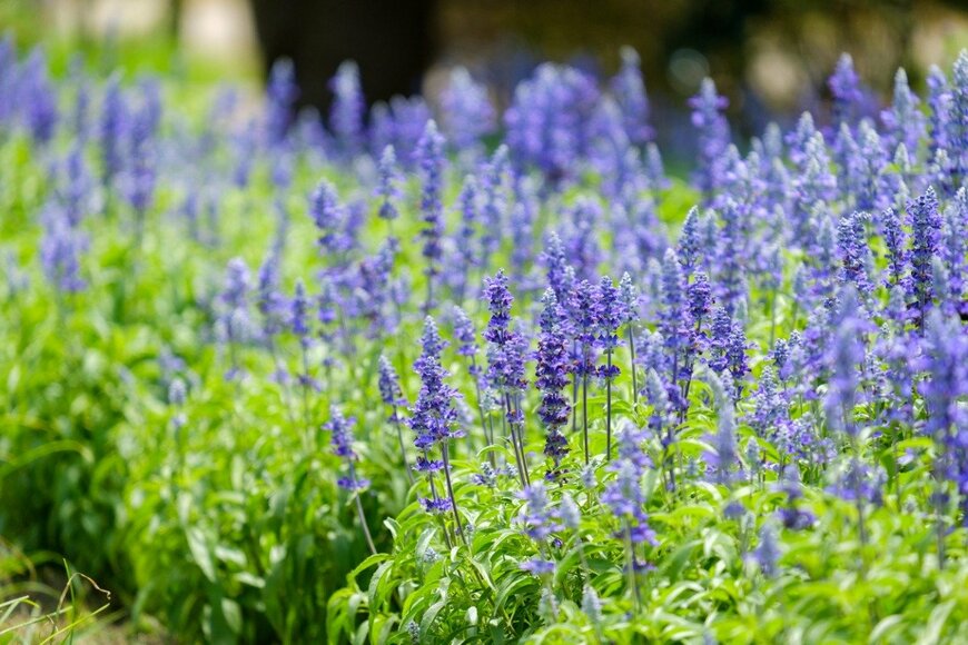 ammy2rammy/istockphoto.com