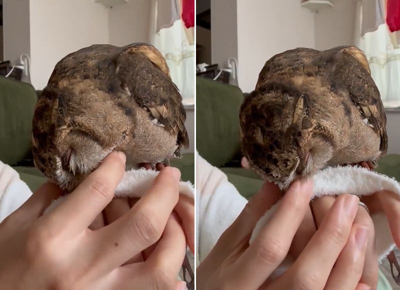 出所：@purinon2929k