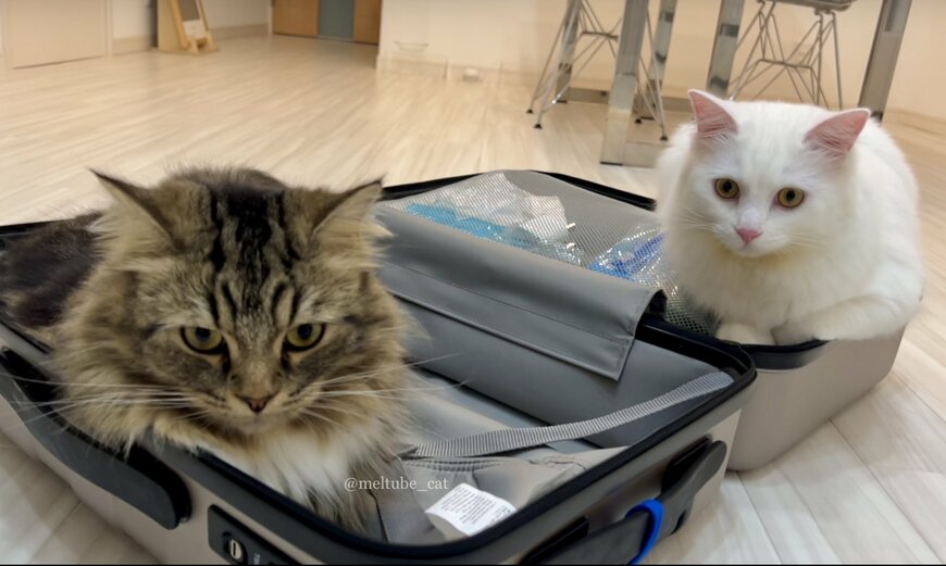 出所：@meltube_cat