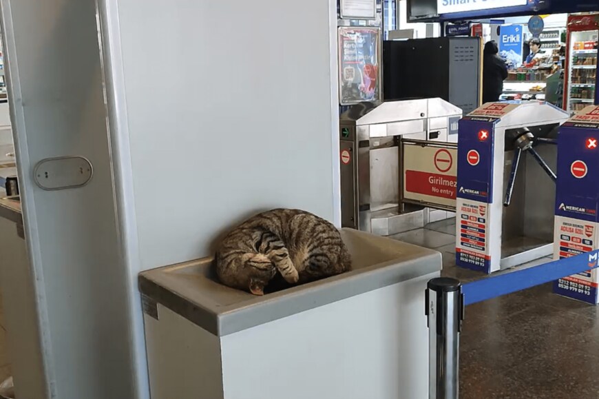 出所：@nekosanpoch