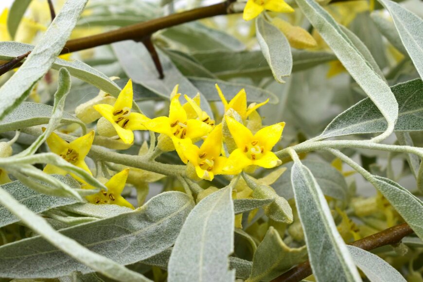 Wakhron/shutterstock.com