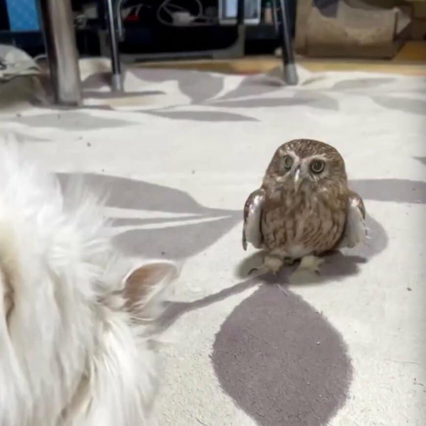 【フクロウのドン引き】「ちょ…」マタタビに我を忘れる猫を、冷静に見つめる”カオ”が話題沸騰