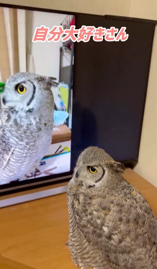 出所：@chibita_owl