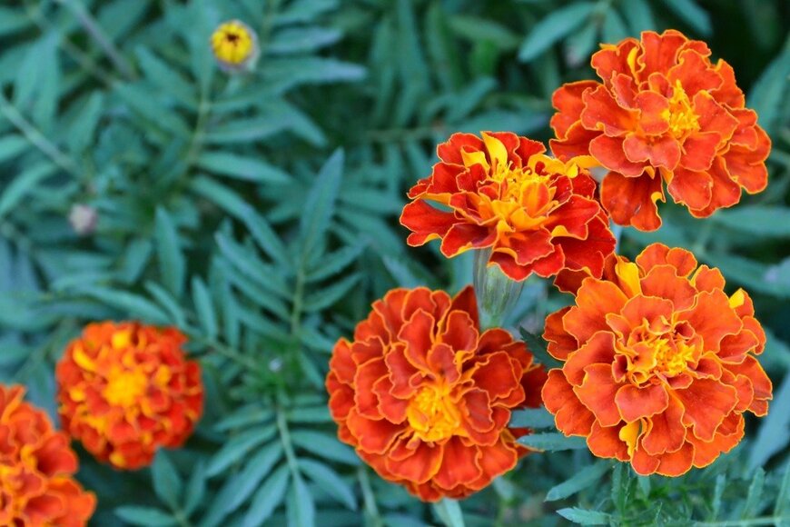 svf74/istockphoto.com