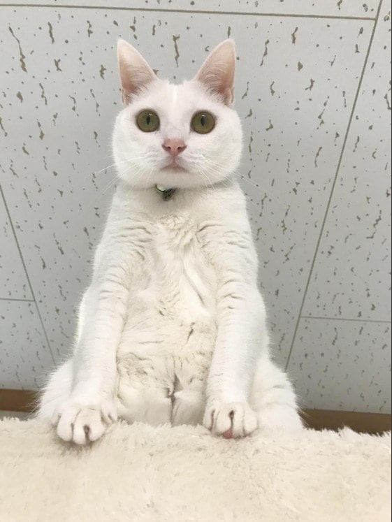 美形の猫ちゃんが取ったおもしろポーズに思わず二度見！「世界陸上出れる」の声
