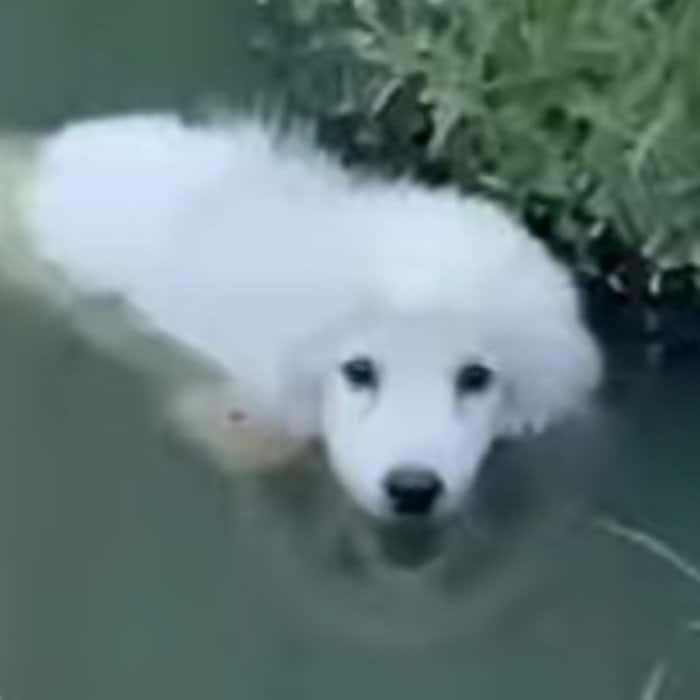 ゴミ捨て場の池で発見された犬…重傷を乗り越え幸せをつかむ姿に感動が広がる