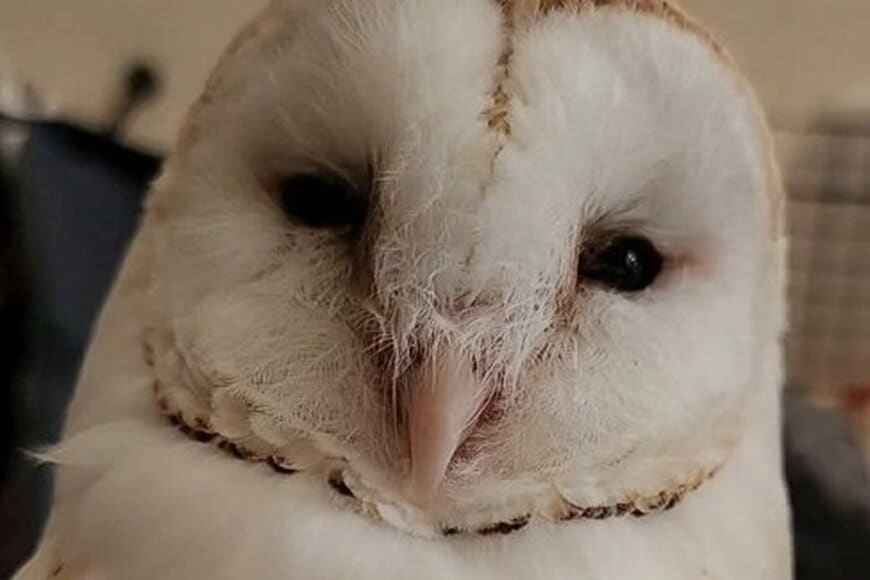 至近距離で撮影されるフクロウさん　カメラが近づくと…予想外の行動に「カメラ慣れしすぎ」