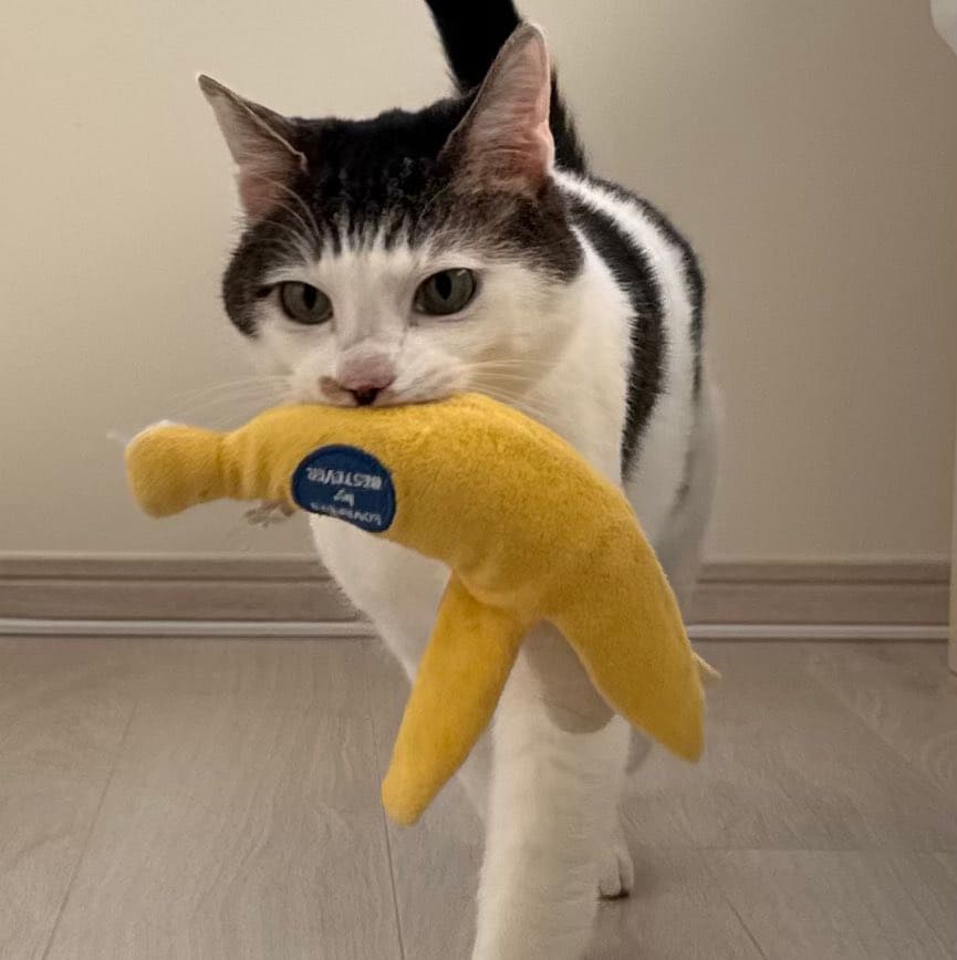 出所：@Saeroyi_cat