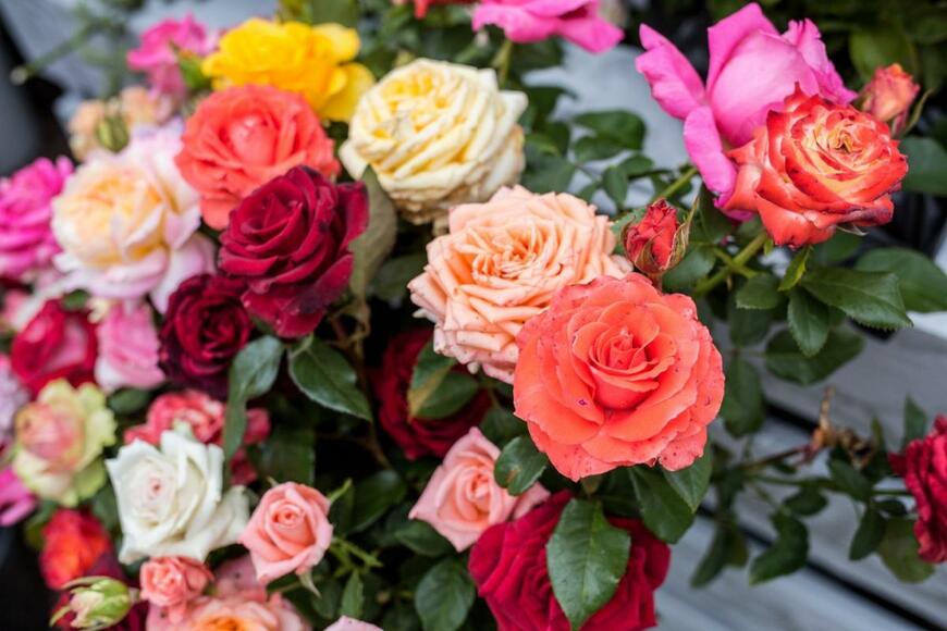 Svetlana Obrazzova/shutterstock.com