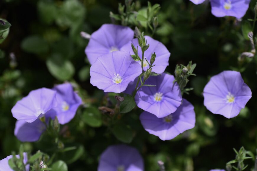 tamu1500/shutterstock.com