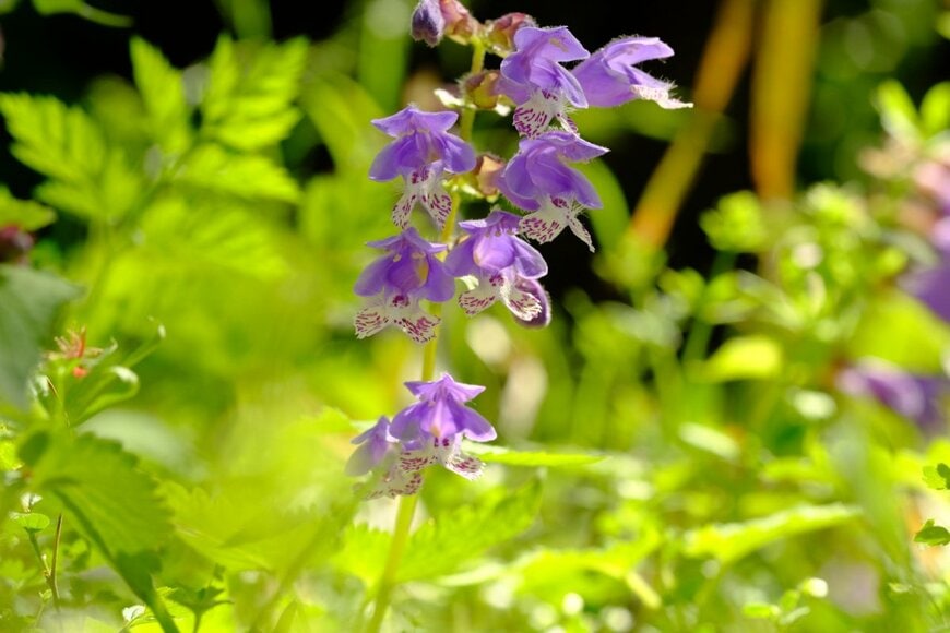 shepherdsatellite/shutterstock.com