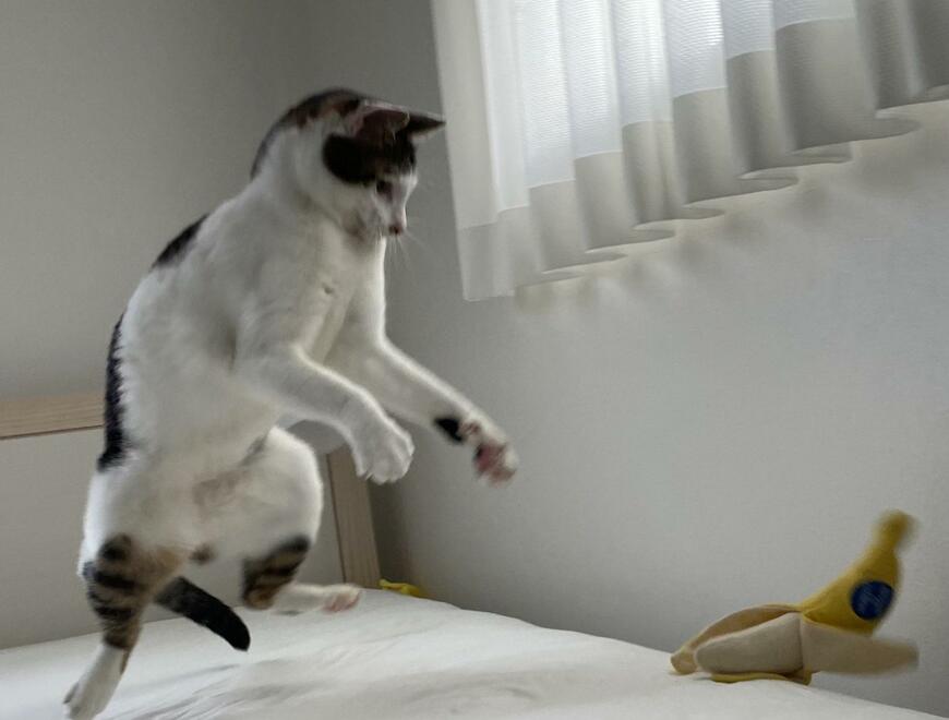 出所：@Saeroyi_cat