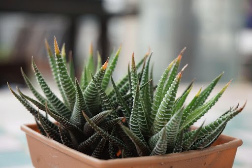 rattanatat chimkong/shutterstock.com