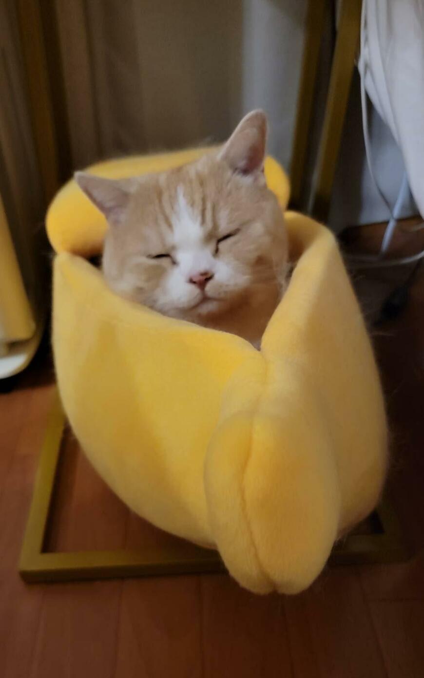 出所：@nekotansoku