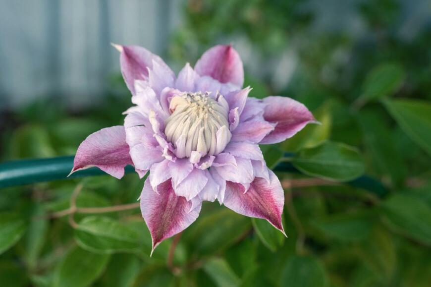 Medvedeva Oxana/shutterstock.com