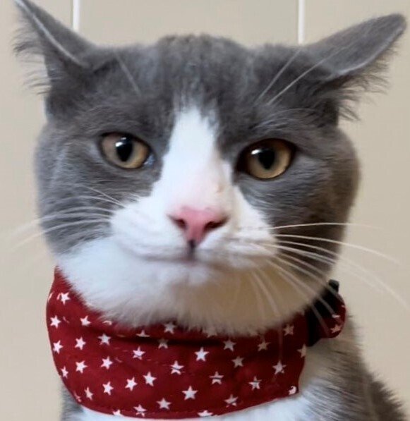 出所：@neko_wagaya