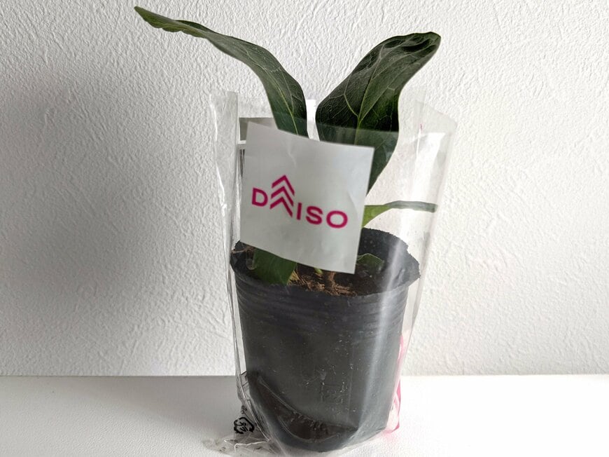 筆者撮影（ダイソー、カシワバゴムノキ）