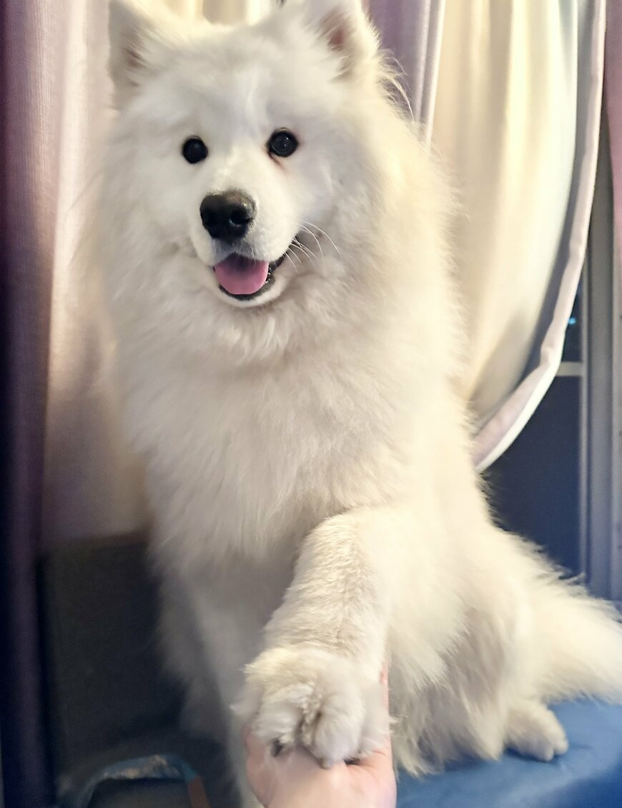 出所：@samoedsoran