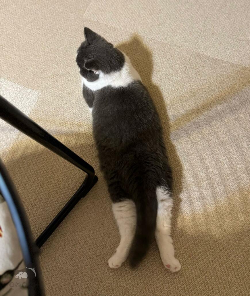 【癒し】飼い主さんが座る椅子の背後で静かに動く猫ちゃん…ゴロンゴロンする様子にホッコリ