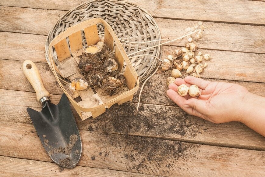 Sarycheva Olesia/Shutterstock.com