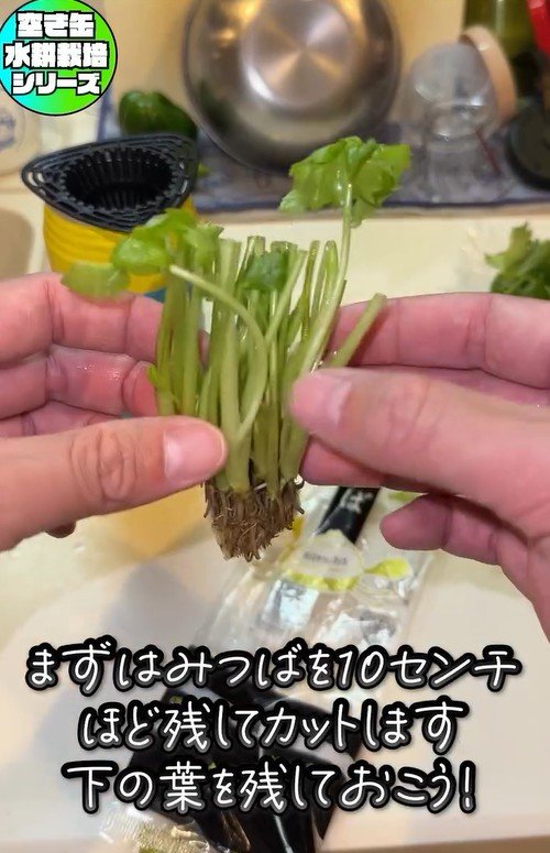 出所：@mikanbo_ya19_87