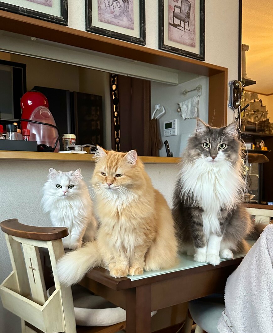 出所：@NEKOLAND13