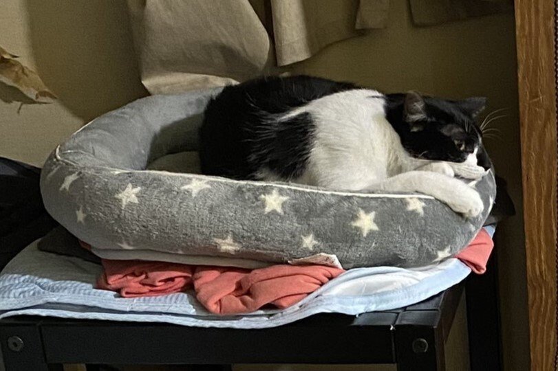 出所：@00shitemita