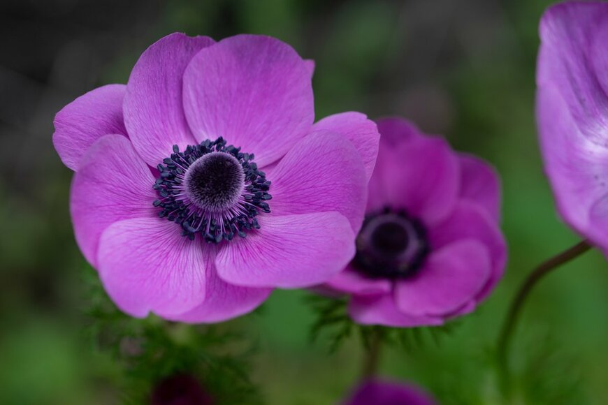 TOMO/Shutterstock.com