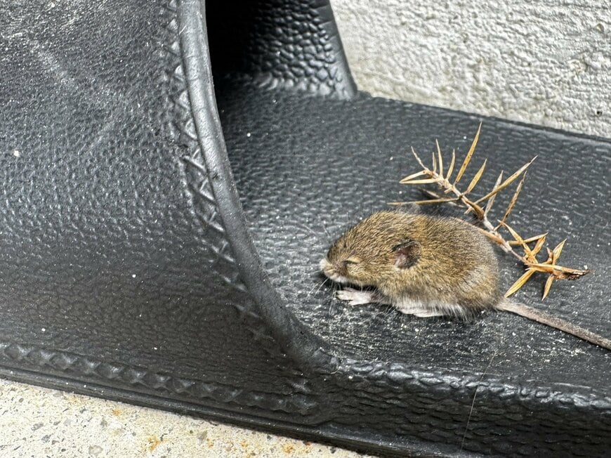 ネズミらしき生き物を発見