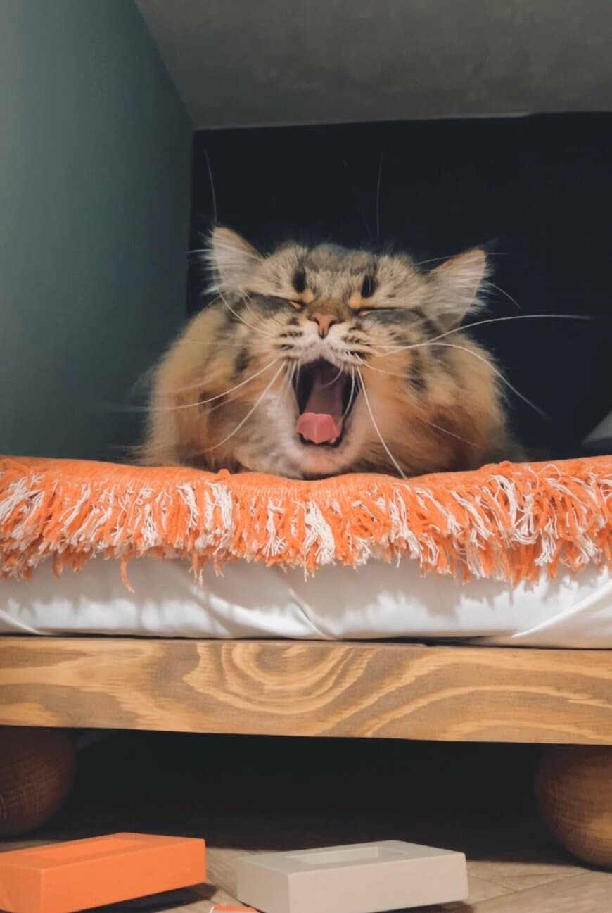 あくびをする猫