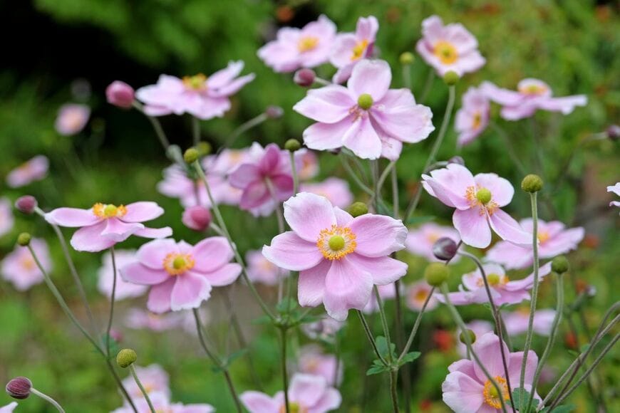 風にそよぐ花姿がナチュラルな「シュウメイギク」