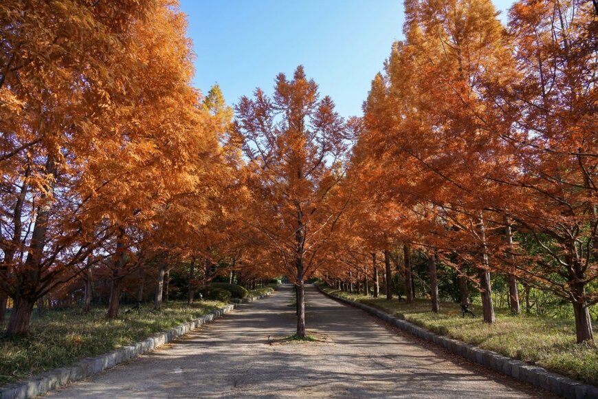 神戸市立森林植物園の紅葉