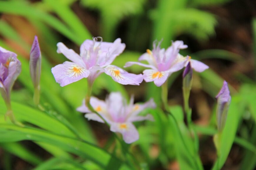 ヒメシャガの花。色は薄い紫