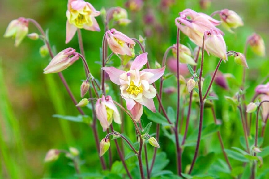 淡いピンクの花を咲かせている、西洋オダマキ