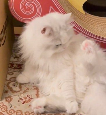 毛づくろいする猫