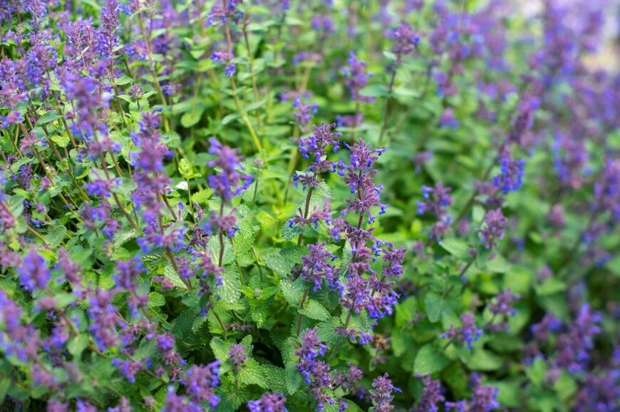 青紫の小花と、ミントに似た香りが涼しげな「ネペタ」