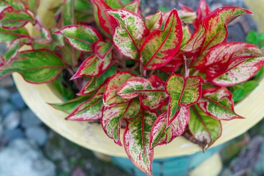 葉の中央と縁が赤い、アグラオネマの葉