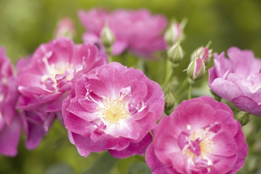 ピンク色のインターナショナル・ヘラルド・トリビューンの花