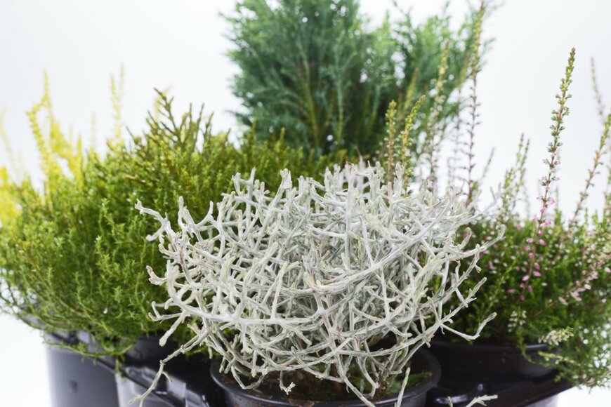 プラチーナほか、明るいグリーンや白みがかったグリーンなど葉色が美しい植物たち