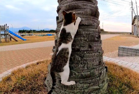 木登りをする猫