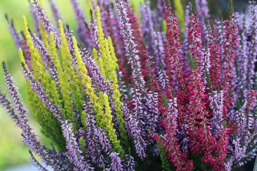 米粒のように可憐な花がびっしりと咲く「カルーナ」