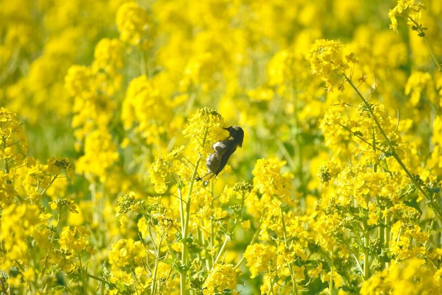 菜の花畑に現れたメジロ