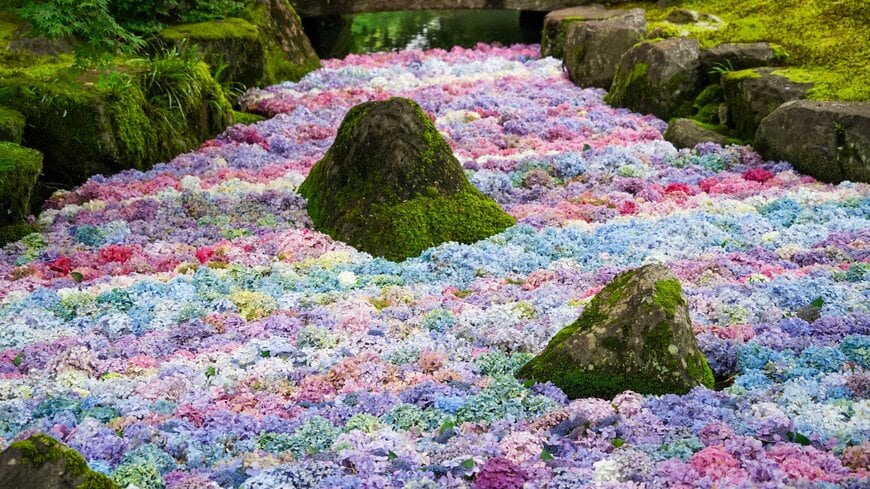 色とりどりのアジサイ