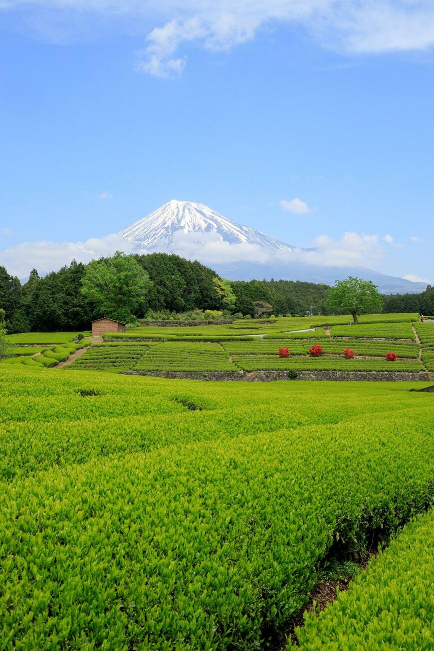 富士山と茶畑