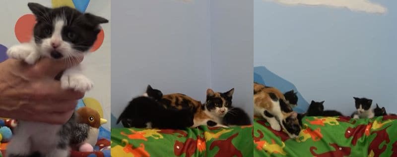 出所：<u><a href="https://www.youtube.com/watch?v=d92ptysMb9o" target="_blank">@hopeforpaws</a></u>
