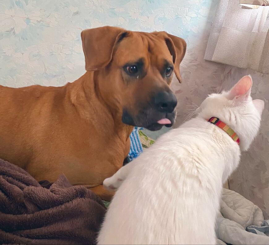 仲良しな犬と猫