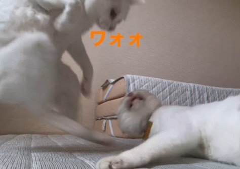 2匹の猫